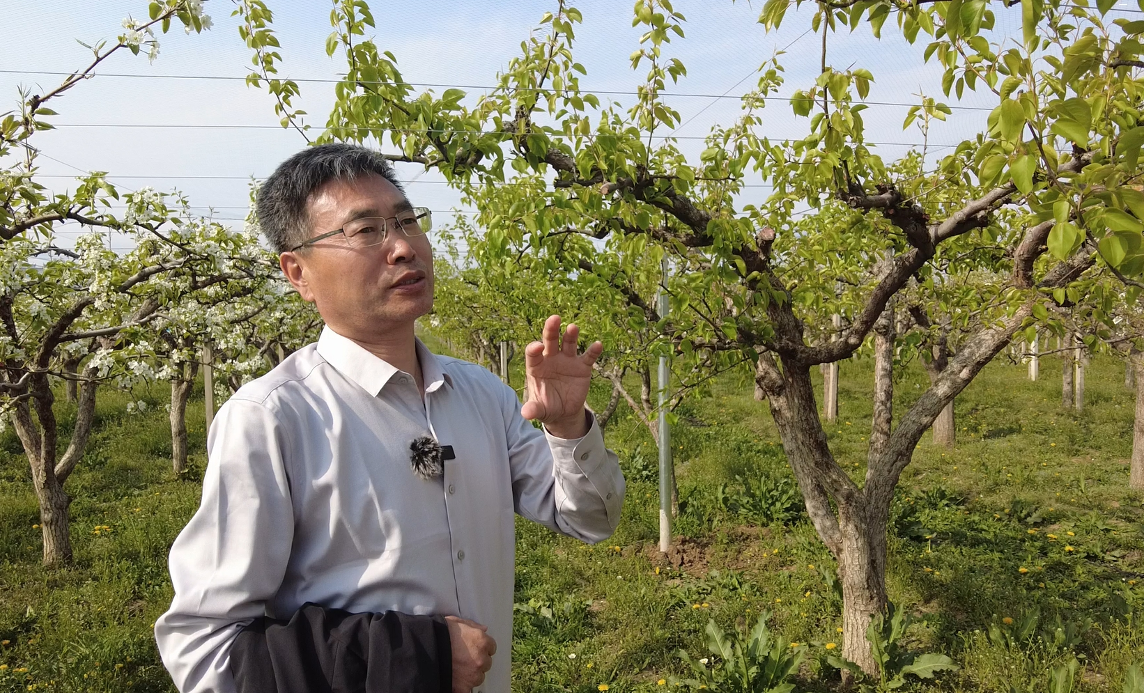 梨：“独树”一“质” 书写北纬40度香甜传奇CQ9传奇电子全面振兴·辽宁担当丨海城南果(图3)