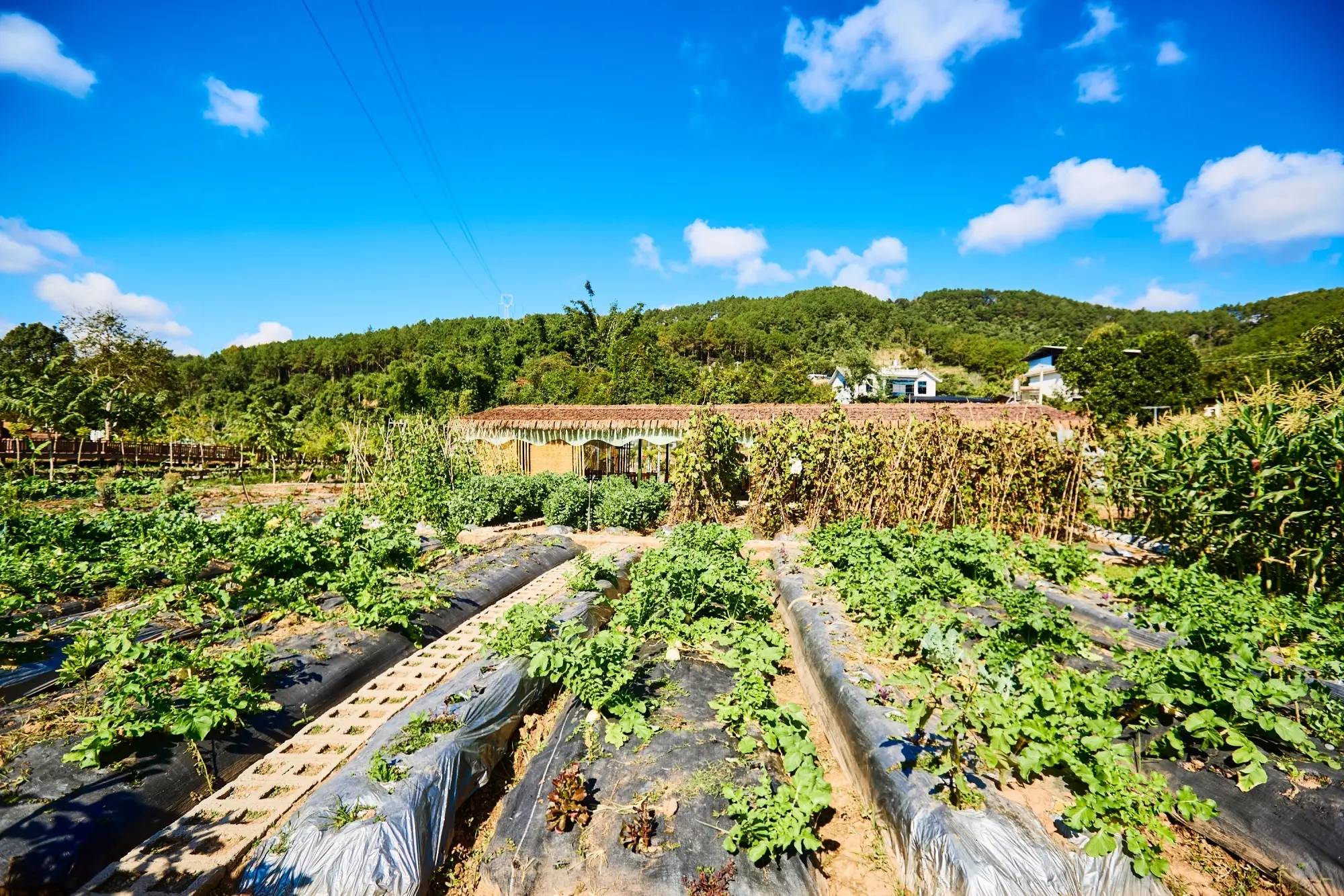 村云南本土与现代技艺交融的咖啡文化生活CQ9传奇电子普洱思茅