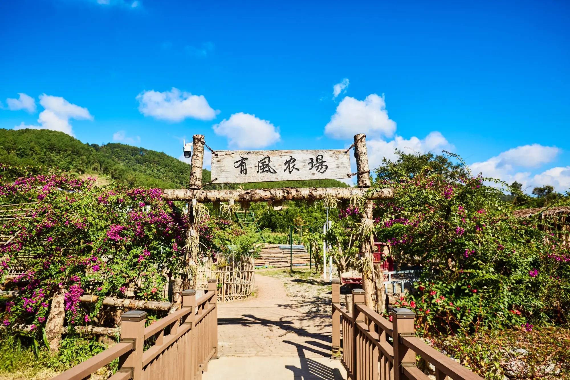 村云南本土与现代技艺交融的咖啡文化生活CQ9传奇电子普洱思茅南岛河村美丽星(图4)